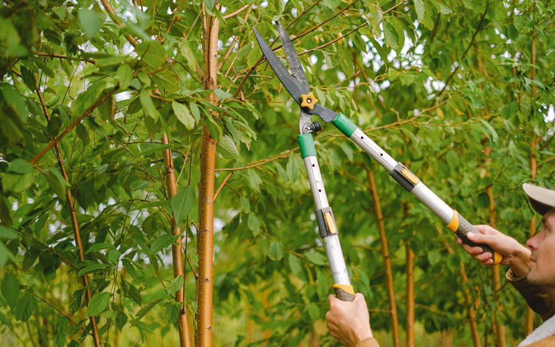 Tree trimming in Point Roberts, WA